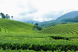 कृषि – Notes - Tea Plantation