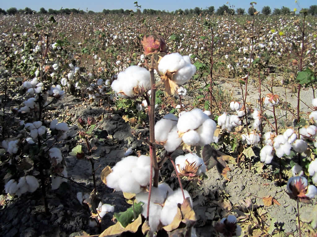 कृषि – Notes - कपास (Cotton):
