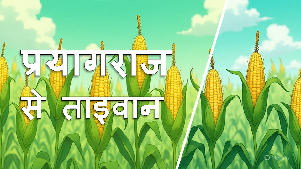 मक्का निर्यात